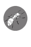 Termite Resistant